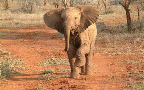 13 Fascinating Facts About Elephants