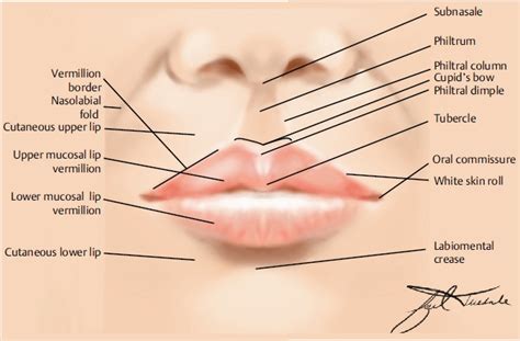 Upper Lip Anatomy