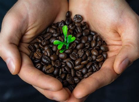 What are the Benefits of Organic Coffee? - HeAll