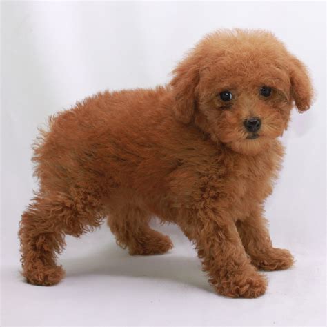 Parti Toy Poodle Breeders In Oklahoma | Wow Blog