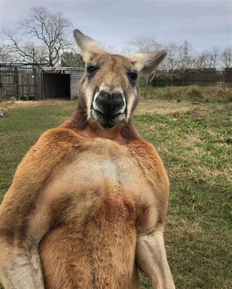 Buffed up kangaroo : r/funny