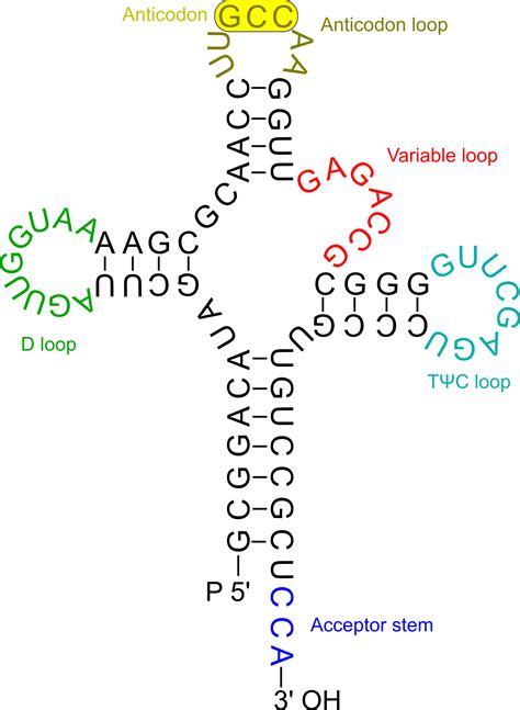 Clipart - Transfer RNA 2