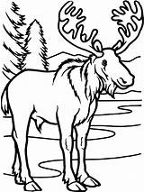 Free Printable Moose Coloring Pages For Kids sketch template