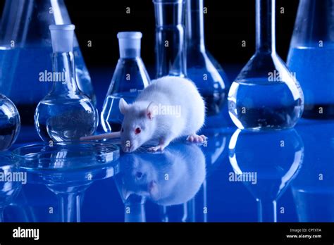 Rats in laboratory. Experiments on animals Stock Photo, Royalty Free ...