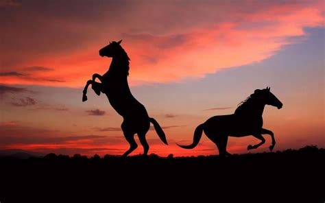 Horse silhouette shadow sunset-Grassland animal HD.., two silhouette of horses #1080P #wallpaper ...