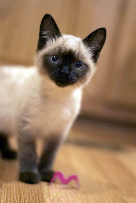 Where To Get A Siamese Cat | fluffymainecoonny