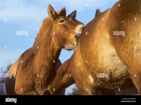 Przewalski s Horse Equus przewalskii Mongolia Central Asia Port Lympne ...