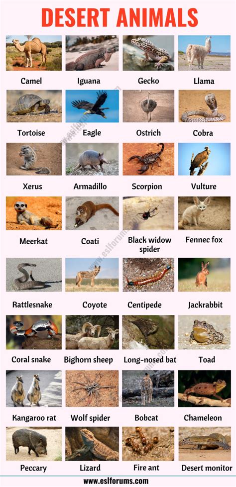 140 Desert Animals: List of Animals that Live in the Desert with ESL Picture - ESL Forums