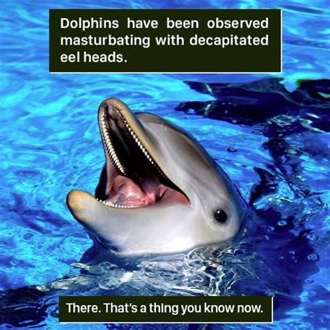 Pin by Justin Kapellen on Hilariousness | Dolphin memes, Funny dolphin, Dolphins