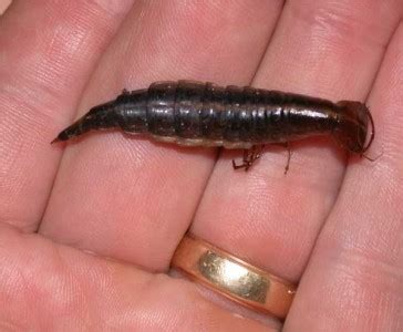 Water Beetle Larvae - Insect ID