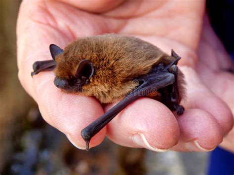 Pipistrelle Bat stock photo. Image of ears, insectivorous - 185787322