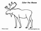 Moose Coloring Page sketch template