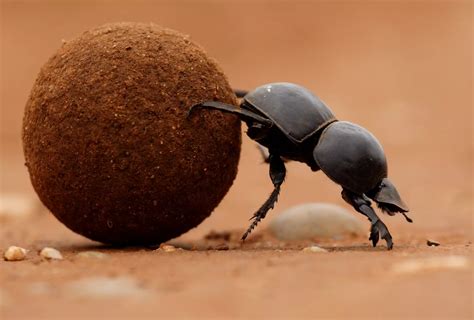 Dung Beetle