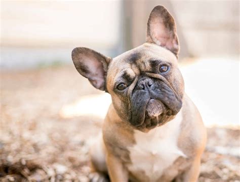 How Big Do French Bulldogs Get? - AZ Animals