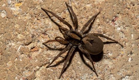 The Most Common Spiders Found in North Carolina – Nature Blog Network