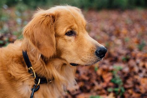 Free Images : puppy, animal, canine, nose, golden retriever, vertebrate, dog breed, dog like ...