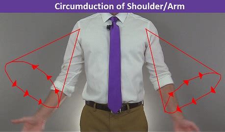 Circumduction Angular Body Movement Term in Anatomy