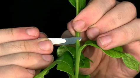 Plant Cloning Process