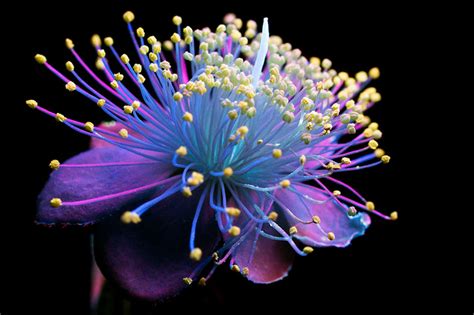 “Mock Orange Flower.” Ultraviolet-Induced Visible Fluorescence (UVIF).