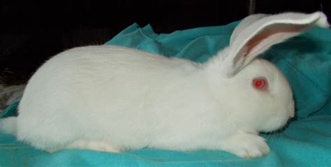 New Zealand Whites | USA Rabbit Breeders