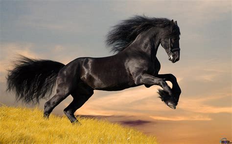 Friesian Horse Wallpapers - Wallpaper Cave