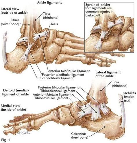 Pictures Of Ankle Joint Ligaments