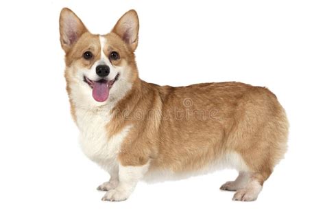 22,168 Corgi Photos - Free & Royalty-Free Stock Photos from Dreamstime