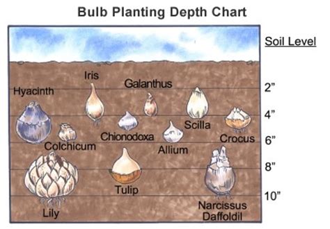 Planting Daffodil Bulbs – Beautiful Flower Arrangements and Flower Gardens