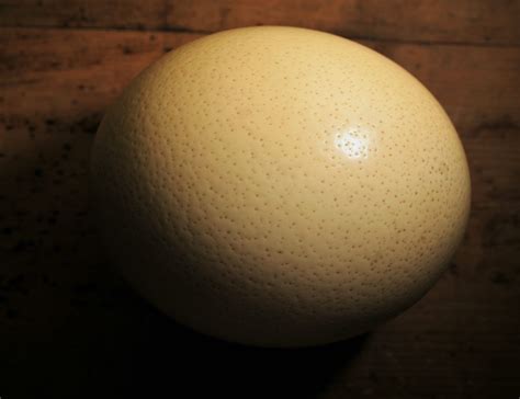 Ostrich Egg Shell Free Stock Photo - Public Domain Pictures