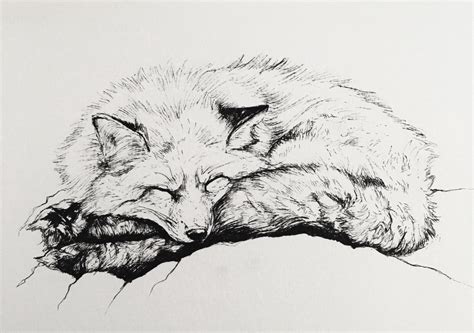 Sleeping Fox Sketch at PaintingValley.com | Explore collection of ...