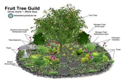 48+ Ideas For Fruit Tree Garden Design Companion Planting | Fruit tree garden, Permaculture ...