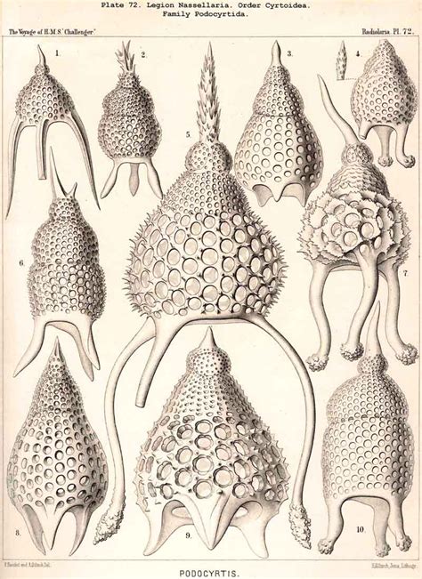 radiolarian at DuckDuckGo (With images) | Natural form art, Fauna ...