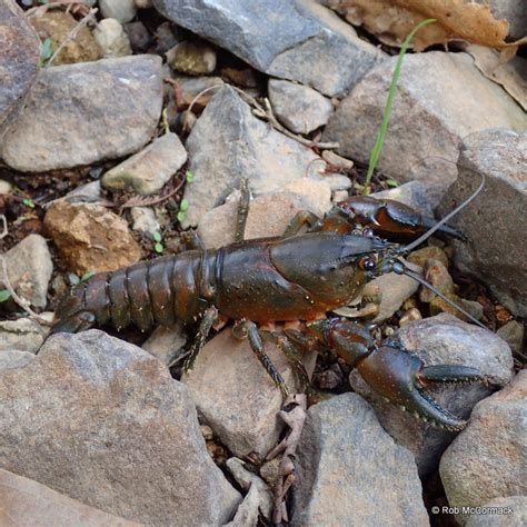 australian freshwater crayfish | Australian Aquatic Biological