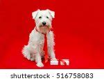 Dog Schnauzer Portrait Free Stock Photo - Public Domain Pictures