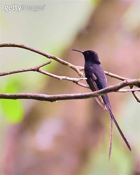 Black-billed Streamertail Hummingbird 이미지 (1328016629) - 게티이미지뱅크