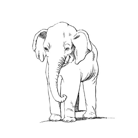 Elephant Clipart Drawing Free Stock Photo - Public Domain Pictures