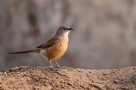 Sahara Desert Birds