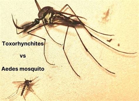 Know All About The Biggest Mosquito of the World