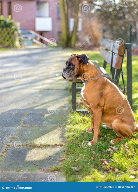 Boxer waits for owner stock image. Image of neben, expose - 110543033