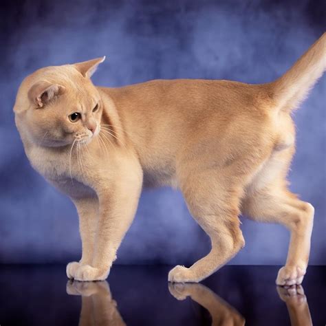 Discover the 10 Beautiful Burmese Cat Colors | Royal Esprit Burmese Cattery