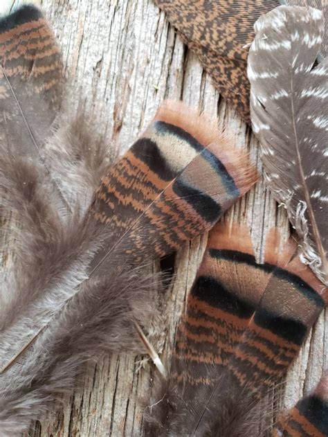 Wild Turkey Feathers - Etsy