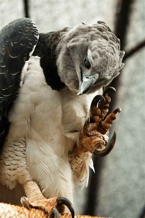 🔥 Close-up of a Harpy Eagle (the largest and most powerful bird of prey ...