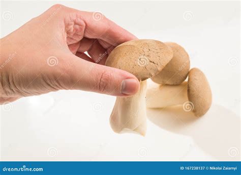 Eringi Mushrooms Isolated on White Background Stock Image - Image of ...