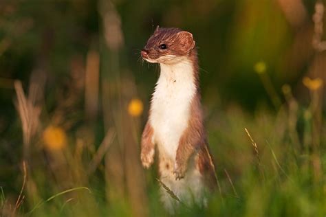 What Are the Differences Between a Stoat and a Weasel? - WorldAtlas