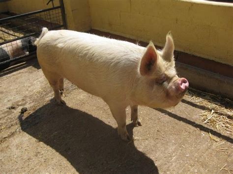 The Middle White | Pig breeds, Popular breeds, Rare breed