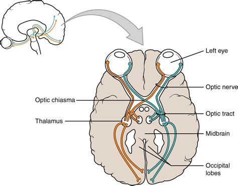 2. Optischer Hirnnerv (nervus opticus): Schematische Darstellung inkl ...