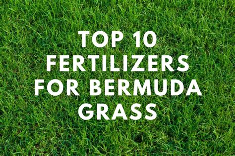 10 Best Fertilizers for Bermuda Grass – When and How to Fertilize