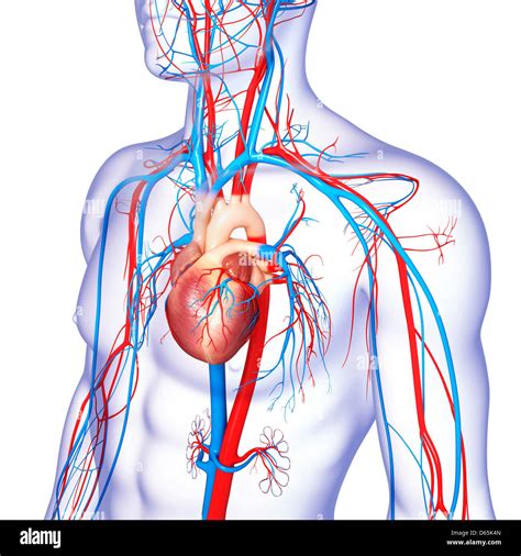 Sistema cardiovascular, ilustraciones Fotografía de stock - Alamy