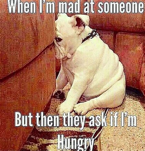 Hungry | Funny animal memes, Funny animals, Dog memes