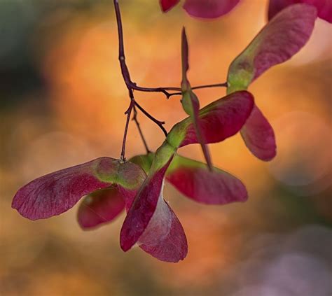 Seed pods on a Japanese Maple. :Barry Blanchar